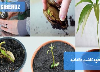 دانه انبه در خاک مرطوب و گرم کاشته شده، با نشان دادن مراحل رشد اولیه آن در گلدان یا زمین.