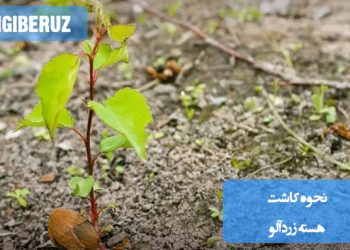 نحوه کاشت هسته زردآلو؛ مراحل آمادهسازی، کاشت در خاک مناسب و نکات مراقبت برای رشد بهتر نهال زردآلو