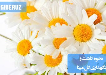 تصویر گل مینا با گلبرگهای بنفش و سفید در گلدان باغچهای، همراه با خاک مناسب، نور مستقیم خورشید و آبیاری منظم برای نگهداری بهینه