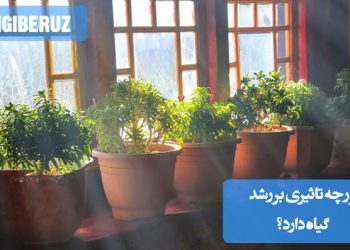 "نور به‌عنوان عامل کلیدی در رشد گیاه، فتوسنتز را فعال کرده و سلامت و گل‌دهی گیاهان را بهبود می‌بخشد."