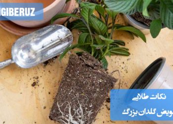 "نکات طلایی تعویض گلدان بزرگ: انتخاب گلدان مناسب، استفاده از خاک تازه و مراقبت از ریشه‌ها در فرآیند انتقال"