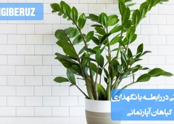 "نکاتی در نگهداری گیاهان آپارتمانی: آبیاری مناسب، نور کافی، خاک مناسب و جلوگیری از آفات برای رشد سالم"