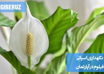 گیاه اسپاتی‌فیلوم در گلدان آپارتمانی، نشان‌دهنده شرایط نگهداری مناسب با نور غیرمستقیم و آبیاری منظم.