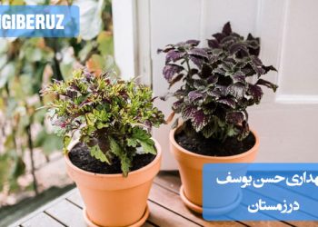 نگهداری حسن یوسف در زمستان: نکات و روشهای مراقبت از گیاه حسن یوسف در فصل زمستان، شامل شرایط دما، نور و آبیاری مناسب برای حفظ سلامت گیاه در این فصل سرد