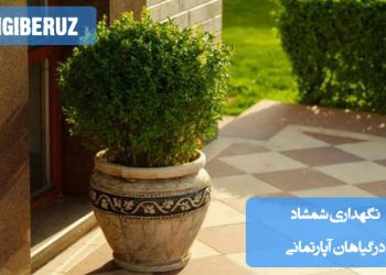 "راهنمای نگهداری شمشاد در آپارتمان شامل نوردهی مناسب، آبیاری منظم و شرایط محیطی ایده‌آل."