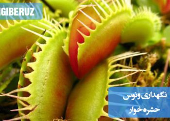 "نکات مهم نگهداری ونوس حشره‌خوار شامل نور کافی، رطوبت مناسب و تغذیه صحیح گیاه."