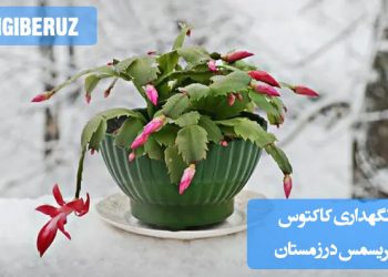 قلمه‌ای از گل فردوس درون لیوانی از آب شفاف، آماده برای ریشه‌زایی، با برگ‌های سبز روشن و محیط نورگیر طبیعی