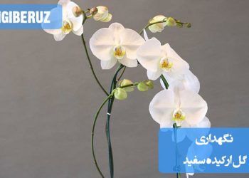 گلدان ارکیده سفید با خاک مخصوص و زهکشی مناسب