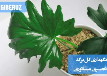 "نحوه نگهداری گل برگ انجیری مینیاتوری با شرایط نور، آبیاری و دمای مناسب برای رشد سالم."