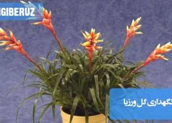 تصویری از گل ورزیا با نکات مراقبتی شامل شرایط نور، آبیاری و دما برای رشد بهینه این گیاه گرمسیری زیبا و مقاوم