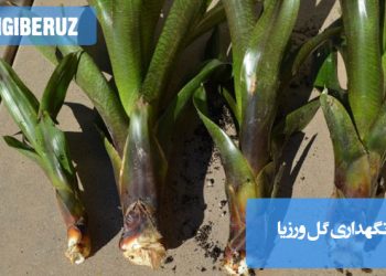 گل ورزیا با برگ‌های شمشیری و گل‌آذین قرمز یا صورتی، مناسب برای آموزش نحوه نگهداری، شرایط نوری، آبیاری و رطوبت مورد نیاز این گیاه آپارتمانی