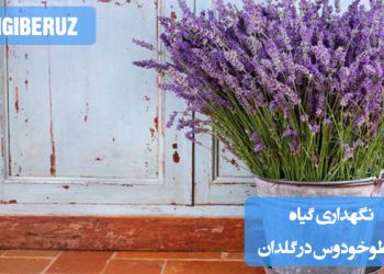 نگهداری گیاه اسطوخودوس در گلدان: راهنمایی برای فراهم کردن شرایط مناسب برای رشد گیاه اسطوخودوس در گلدان، شامل نور مناسب، آبیاری منظم، و خاک مناسب برای سلامت و رشد گیاه