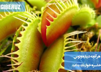 راهنمای پرورش ونوس حشره‌خوار در خانه و شرایط محیطی مورد نیاز