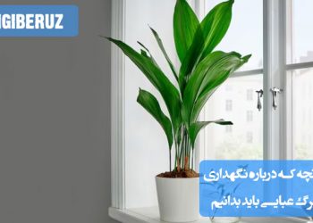 برگ عبایی به شرایط نگهداری خاصی از جمله نور غیرمستقیم، آبیاری متعادل و رطوبت بالا نیاز دارد. این گیاه به دمای معتدل و خاک زهکشی‌شده برای رشد سالم احتیاج دارد.
