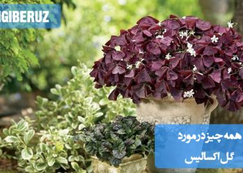 همه چیز در مورد گل اکسالیس، از معرفی انواع آن تا روشهای نگهداری، نور و آبیاری مناسب، خاک ایدهآل و نکات تکثیر این گیاه آپارتمانی با برگهای قلبی و رنگهای خاص