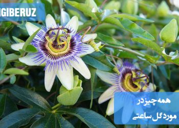 گل ساعتی، با شکوفههای زیبا و پیچیده خود، گیاهی مناسب برای فضای باز و پوشاندن پرچینها یا توریهای باغچه است که در طول شب شکوفا میشود.