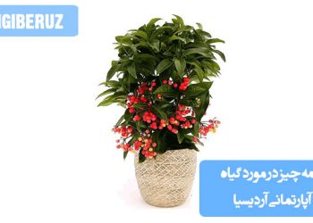 "همه چیز درباره گیاه آپارتمانی آردیسیا شامل نگهداری، شرایط نور، آبیاری و خواص زیبایی آن."