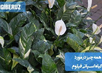 گیاه اسپاتیفیلوم با برگهای سبز براق و گلهای سفید زیبایی که در یک گلدان آپارتمانی قرار دارد؛ نمایش خصوصیات این گیاه از جمله نگهداری آسان، نیاز به نور غیرمستقیم و فواید تصفیه هوای آن.