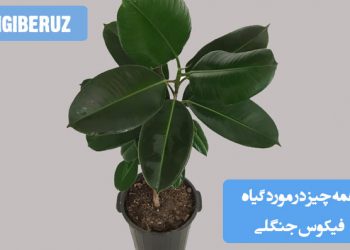 "معرفی کامل گیاه فیکوس جنگلی با نکات نگهداری، شرایط رشد و فواید آن در فضای داخلی."