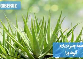 آلوئهورا یک گیاه دارویی با خواص ضد التهابی و مرطوبکننده است. این گیاه برای بهبود سلامت پوست، تسکین سوختگیها و تقویت سیستم ایمنی بدن کاربرد دارد.