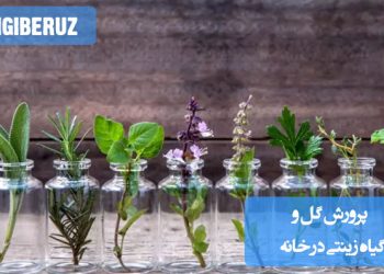 "پرورش گل و گیاه زینتی در خانه شامل انتخاب گیاهان مناسب برای محیط داخلی، تامین نور کافی، آبیاری منظم و استفاده از خاک مناسب برای رشد سالم است. همچنین مراقبت از گیاهان در برابر آفات و بیماریها و توجه به نیازهای دمایی و رطوبتی برای نگهداری بهتر آنها در داخل خانه