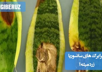 علت زرد شدن برگهای سانسوریا؛ عوامل رایج مانند نور زیاد، آبیاری بیش از حد، کمبود مواد مغذی و بیماریهای گیاهی
