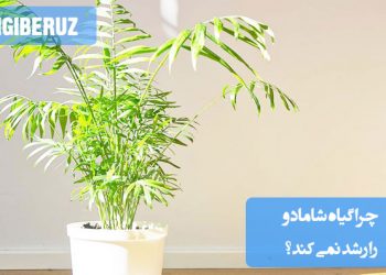 "چرا گیاه شامادورا رشد نمیکند؟: مشکلات نور ناکافی، آبیاری بیش از حد و خاک نامناسب"