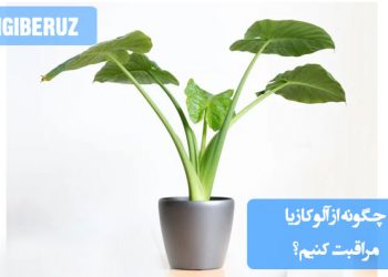 مراقبت از آلوکازیا شامل نور غیرمستقیم روشن، آبیاری منظم بدون غرقاب کردن خاک، و حفظ رطوبت بالا است. گیاه به دمای گرم و خاک سبک با زهکشی خوب نیاز دارد