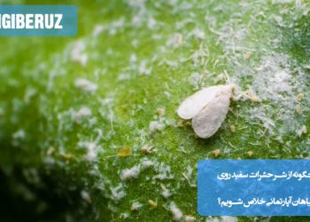 روش‌های طبیعی دفع حشرات سفید (شته و مگس سفید) از گیاهان آپارتمانی با اسپری آب و صابون، الکل یا سیر، همراه با پیشگیری از آلودگی مجدد.