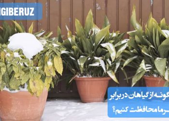 "چگونه از گیاهان در برابر سرما محافظت کنیم: استفاده از پوشش‌ها، جابجایی به مکان‌های گرم و آبیاری مناسب"