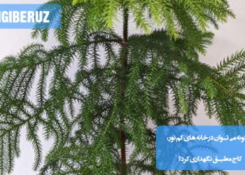 چگونگی پرورش کاج مطبق در خانه‌های با نور کم و شرایط مناسب برای رشد آن