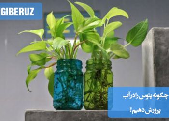 قلمههای سبز و سالم پتوس قرار گرفته در ظرف شیشهای شفاف پر از آب، با ریشههای تازهرویده؛ نمایش روش نگهداری پتوس در آب با نور غیرمستقیم و تعویض منظم آب برای رشد بهتر.