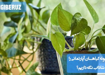 برای شاداب نگه داشتن گیاهان آپارتمانی باید شرایط نور مناسب، آبیاری منظم، رطوبت کافی و استفاده از خاک با زهکشی خوب را فراهم کرد. همچنین، مراقبت از گیاهان در برابر آفات و بیماری‌ها اهمیت دارد.