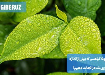 اگر گیاهی بیش از حد آبیاری شده باشد، باید آن را از خاک خارج کرده، ریشهها را بررسی و خشک کنید. سپس گیاه را در خاک جدید با زهکشی مناسب بکارید تا از پوسیدگی ریشه جلوگیری شود.