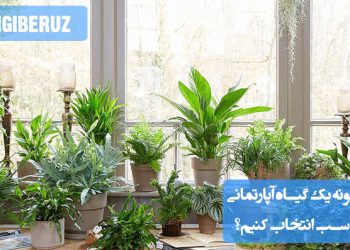 "چگونه یک گیاه آپارتمانی مناسب انتخاب کنیم؟: توجه به نور، رطوبت، دما و نیازهای آبیاری گیاه"