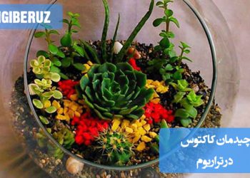 چیدمان کاکتوس در تراریوم با استفاده از سنگ‌های کوچک، خاک مناسب، و تزئینات طبیعی برای ایجاد یک فضای زیبا و طبیعی داخل منزل