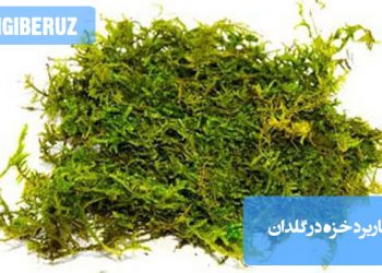 خزه طبیعی به‌عنوان پوشش سطح خاک در گلدان، به همراه گیاهان آپارتمانی؛ نشان‌دهنده‌ی کاربرد خزه برای حفظ رطوبت خاک، جلوگیری از تبخیر سریع و زیباسازی گلدان‌ها.