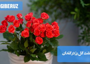 کاشت گل رز در گلدان شامل انتخاب گلدان مناسب با زهکشی خوب، استفاده از خاک غنی و بافتی سبک، آبیاری منظم و قرار دادن گلدان در مکان نورگیر با نور غیرمستقیم برای رشد بهتر گلها و حفظ سلامتی گیاه است