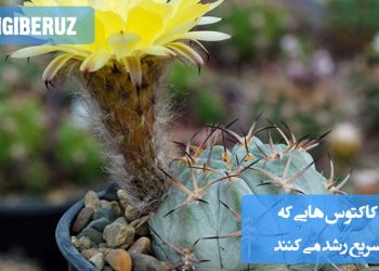 لیستی از کاکتوسهایی که به سرعت رشد میکنند و مناسب برای فضای آپارتمان یا باغچه.