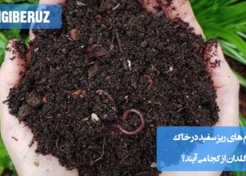 "علت وجود کرمهای ریز سفید در خاک گلدان ناشی از شرایط مرطوب و حضور تخم حشرات در خاک گلدانی."