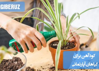 "مزایا و کاربرد کود آهن برای تقویت رنگ و سلامت گیاهان آپارتمانی در خانه."