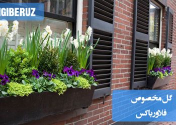 گلهای مناسب برای فلاور باکسها، با انواع مختلف که به زیبایی فضای خارجی یا داخلی را تزئین کرده و محیطی جذاب و سرزنده ایجاد میکنند