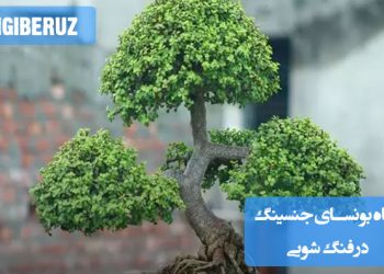 "گیاه بونسای جنسینگ در فنگ شویی: نماد انرژی مثبت و تقویت محیط زندگی"