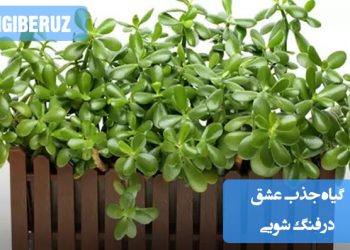 معرفی گیاه جذب عشق در فنگ شویی؛ گیاهان مؤثر در افزایش انرژی محبت، تعادل روابط و ایجاد فضای مثبت در خانه