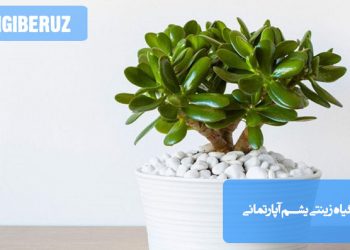 "گیاه زینتی یشم آپارتمانی: گیاهی مقاوم با برگهای سبز و براق برای دکوراسیون داخلی"