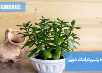 بررسی جایگاه و تأثیر گیاه یشم در فنگ‌شویی برای جذب انرژی مثبت و خوشبختی در خانه.