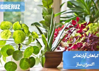 تصویری از گیاهان آپارتمانی اکسیژنساز که به تصفیه هوا و افزایش کیفیت تنفس در فضای داخلی منزل کمک میکنند، مناسب برای اتاقخواب و محیطهای بسته