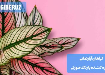 "گیاهان آپارتمانی با گلها و برگهای صورتی زیبا و خیرهکننده مناسب دکوراسیون داخلی."