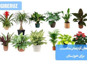 گیاهان آپارتمانی مناسب برای خوزستان، شامل گونههای مقاوم به گرما و خشکی مانند کاکتوس، سانسوریا و گندمی که به شرایط آب و هوای گرم و خشک این منطقه سازگارند.