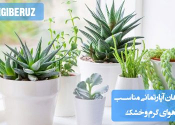 تصویر انواع گیاهان آپارتمانی مقاوم به گرما و خشکی مانند سانسوریا، زامیفولیا، آلوئه‌ورا و کاکتوس‌ها برای شرایط آب‌وهوایی گرم و خشک